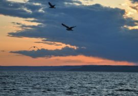 Arctic floating university to study Barents and Kara seas