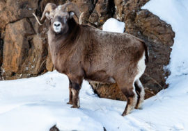 Taimyr Nature Reserves dedicated 2024 to bighorn sheep