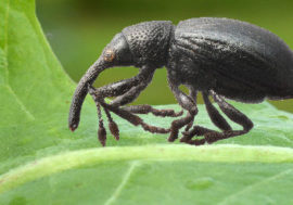 Norilsk people choose name for previously unknown weevil