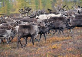Taimyr wild deer population is on verge of extinction