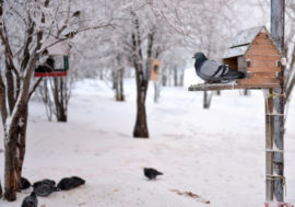 Norilsk residents learn to feed birds correctly