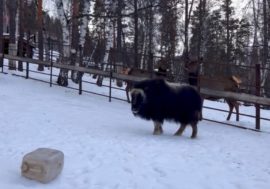 Musk ox Alana has grown up