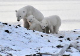 Russian zoologists to count polar bears’ dens on Wrangel island