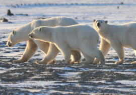 Bear Patrol project operates in Russia