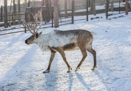 Reindeer in Krasnoyarsk zoo are happy at spring