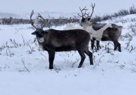 Deer to be marked in new way