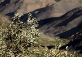 Environmental assessment indicator to be introduced in Taimyr