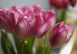 Siberians prefer to give roses, tulips and chrysanthemums