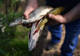 Russia plans to breed Arctic char in artificial conditions