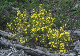 12 new plants found in Putorana nature reserve
