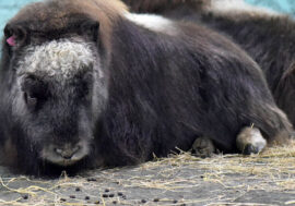 Two million musk oxen can be raised in Russian North