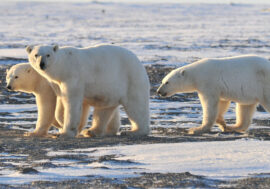 Russian Geographical Society opens laboratory to study polar bears