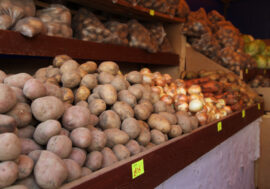 Siberian scientists found ideal agent to protect potatoes