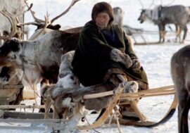 15 houses to be built for reindeer herders in Krasnoyarsk north