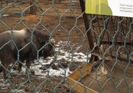 Taimyr female musk ox Alana turns one year old