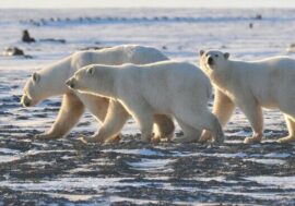 Northern companies learn to be good neighbors with Arctic owners