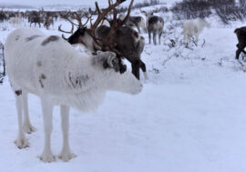 China is interested in Siberian and Yakutian reindeer