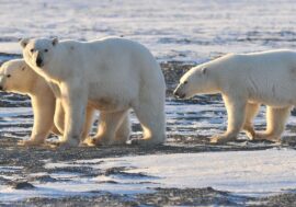 Third of polar bear-human encounters end in animal death