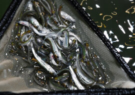 Nornickel released several batches of nelma fry