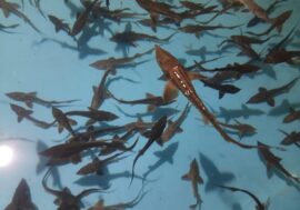 Yenisey replenished with Siberian sturgeon fry