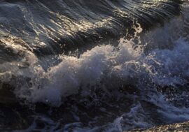 Nornickel participates in whale rescue in Kola bay