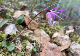 Rare orchid found on Putorana plateau