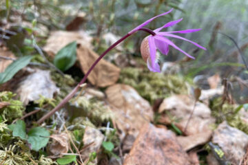 Rare orchid found on Putorana plateau