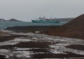 Scientists met seagull from Taimyr in Barents sea