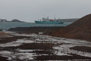 Scientists met seagull from Taimyr in Barents sea