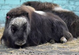 Taimyr musk oxen to be sent to Yakutia to recreate ecosystem