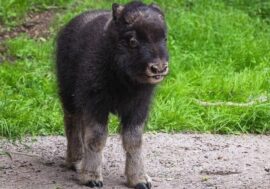 Newborn musk ox in Royev Rouchey park named Taimyr