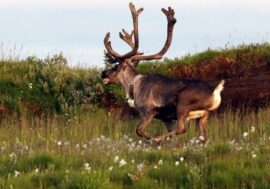 Reindeer to help in space exploration