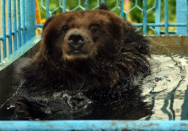 Dasha bear moved to Wild Island park