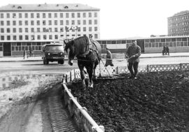 Norilsk greenery is meager but tenacious of life