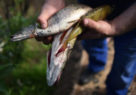 Global warming to reduce world fish stocks