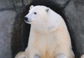 Monument to Dikson bear to be set in Moscow