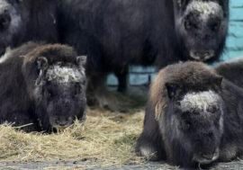 Musk ox population revived in Western Taimyr