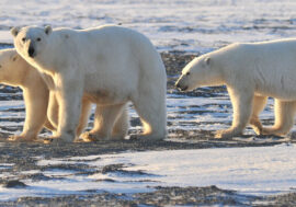 Polar bears adapted to Arctic        70 thousand years ago