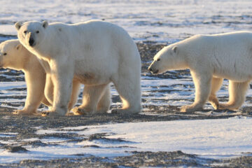 Polar bears adapted to Arctic        70 thousand years ago