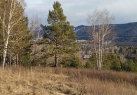 Grandfather movie filming begins in Krasnoyarsk