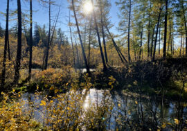 Vector found new viruses in Siberian mosquitoes
