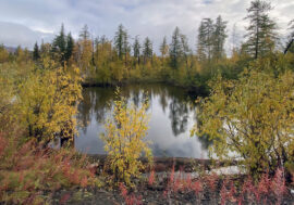 Global warming causes phytoplankton growth in Arctic lakes