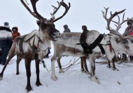 Russian students invented tundra life simulator