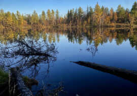 Cormorants may lead to valuable fish disappearance