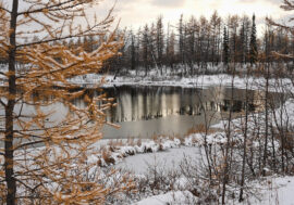Scientists found North relict leech parasites in Altai