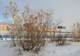 Taimyr residents invited to postal flash mob