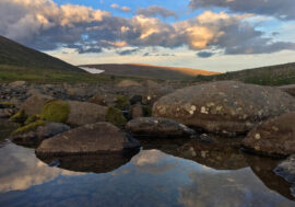 Scientists identified Arctic plants feature