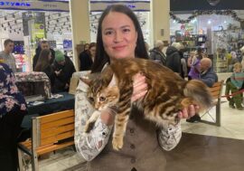 Norilsk shows rarest cat breeds