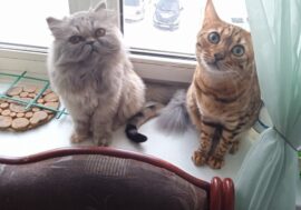 Norilsk residents are invited to visit cats