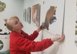 Get to know North animals’ diversity